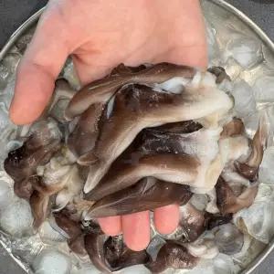 [품질보장] 국내산 제철 자연산 쫄깃한 새조개살 200g 산지 새조개 샤브샤브