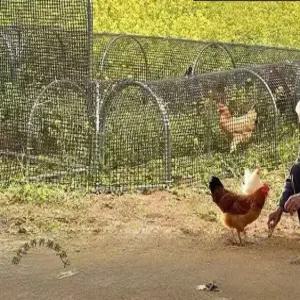 대형닭장 하우스 사육장 양계장 오리 견사 조류 토끼