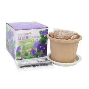 나팔꽃키우기 어린이집 유치원 학교 식목일 행사 식물 나팔꽃 씨앗 새싹 키우기 세트 키트