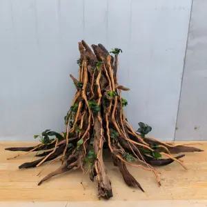 유목레이아웃 뿌리 가지 꾸미기 유목 레이아웃 장식 어항