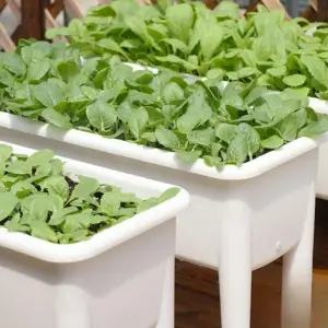 플라스틱 대형 화분 베란다 플랜트 텃밭 플랜트박스 분갈이