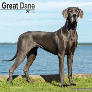 그레이트 데인 캘린더(유로) - 개 품종 캘린더 2023~2024 월 16개월 에이본사이드