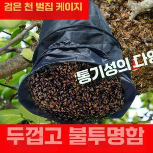 토종벌분봉시기 봉침벌 벌침 토종벌꿀 벌침용벌 봉상 파이네이션