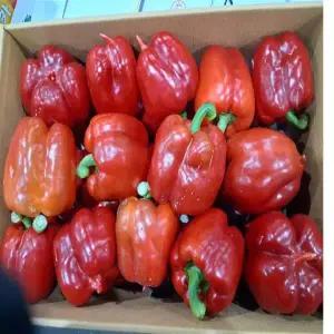 국내산  못난이 파프리카(빨강) 5kg 1박스 자연대로팜웨이