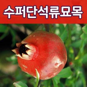 [태영]수퍼단석류묘목/1-2년생,유실수,과실