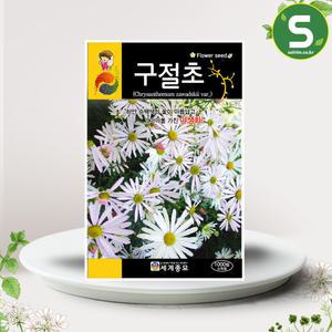 구절초씨앗 1000립 야생화 꽃씨앗 꽃씨 다년생