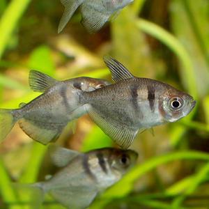 관상어 열대어 카라신과 / 블랙테트라 [10마리]