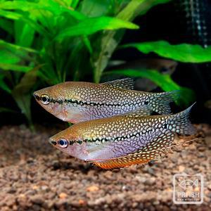 관상어 열대어 구라미 / 펄 구라미 [2마리]