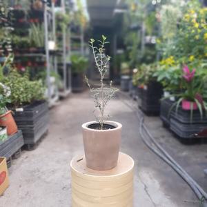 아르베키나올리브나무 야생화 수입식물  플랜테리어 유칼립투스 실내공기정화식물 79S