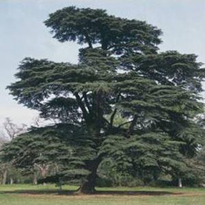 백향목 씨앗 10립 / 레바논 삼나무, 수목의 왕 / 종자 희귀씨앗