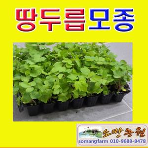 (W소)땅두릅모종모종(100개)