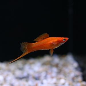 레드 스워드 테일 [5마리] 소드테일 난태생 열대어 관상어 마리아쿠아