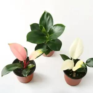 갑조네 콩고(소품)