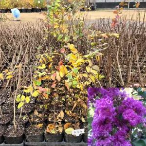 배롱나무 묘목 (자금령) 포트묘 보라색 백일홍 관상수 꽃나무