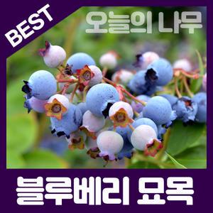 왕블루베리 블루베리/듀크 레카 M7 블루클럽 챈들러등 대과종 다양한품종 판매중