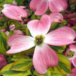 미꽃산딸나무 묘목(썬셋/적색꽃/무늬잎) 접목1년 특묘 뿌리1개