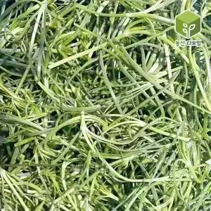 국내산 세발나물 4kg