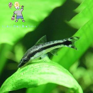 [힘찬열대어] 오토싱 이끼제거 구피 열대어 물고기 청소물고기 관상어