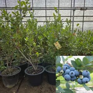 블루베리 묘목 (듀크) 결실주 9치화분묘 4년생 블루베리나무 모종 과수 유실수