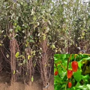 왕보리수나무 묘목 (삽목2년생) 특묘 유실수 약용수 보리수묘목