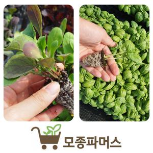 바질5개 루꼴라모종5개 (반반10개) 텃밭허브채소(모종파머스)