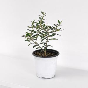 올리브 나무 소형 모종