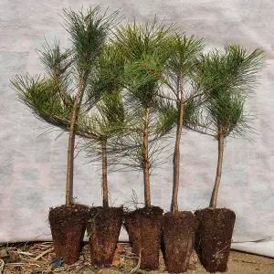 조선소나무 묘목 3년생 적송 육송 30 ~ 40cm