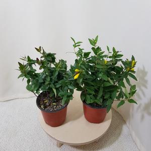 [소나무길] (2개묶음) 천진난만 노란꽃 개나리 쟈스민 소형 079 화원 농원