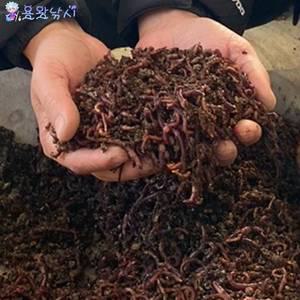 산지렁이 생물지렁이 진짜지렁이 지렁이미끼 민물낚시지렁이