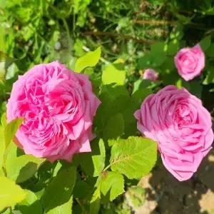 [같이가치농원]사계장미 겹안젤라 레오나르도다빈치 5주묶음 망포트 개화주 묘목 노지월동 덩굴 장미묘목