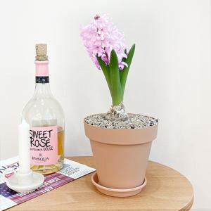 히아신스 화분 모종 구근 식물 3개세트 생화 키우기 향기좋은꽃