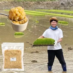 황미 쌀 햅쌀 오분도쌀 오분도미 5분도미 당일 도정 진공포장 쌀리버리 삼시세끼