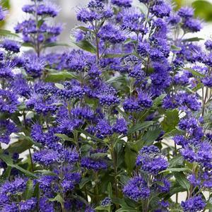 층꽃나무 묘목 그랜드블루 C2포트묘 최신품종 꽃나무 왜성 정원가꾸기 원예 홈가드닝 공원수 플랜테리어