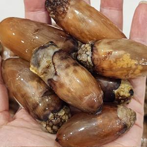 국내산 마산 진동 미더덕 500g 1kg 생물 마산미더덕 횟감용 제철 산지발송