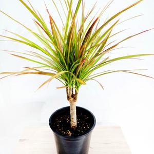 에덴플랜트 드라세나 마지나타 바이칼라 중품 카페식물 거실 이국적인테리어 승진 개업 감성식물