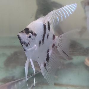 [신세계수족관] 골든마블 엔젤피쉬 1마리