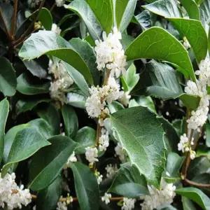 은목서나무 묘목 80cm전후 5치 포트묘 향기수 정원조경수 꽃나무 (목하원예조경)