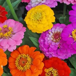 씨앗팜 정원 여름 야생화 꽃씨 종자 백일홍 200립/씨앗/꽃씨앗/종자씨/키우기/반려식물/화단/백일홍씨앗