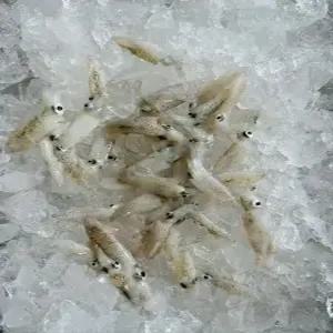 횟감용 생물 호래기 500g 1kg 꼴뚜기 자연산 당일조업 회 무침 볶음 찜 급냉호래기 선택가능