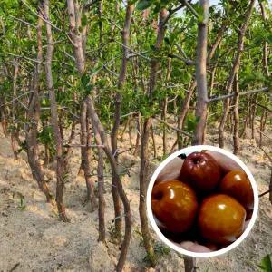 새콤달콤 아삭한 사과대추나무 접목2년생 분묘(결실주)