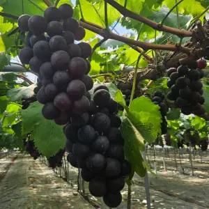 포도나무 / 거봉 / 4~5년생 / 분