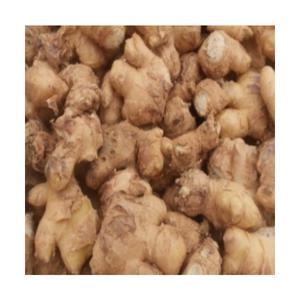 (성실)생강종자용(흙생강종자) 1kg