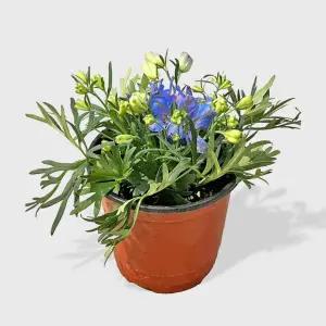 마이플랜트 델피늄 소형 야생화 꽃모종 실내공기정화 반려식물