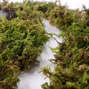 타핏 건조 숲 이끼 5L (B39)