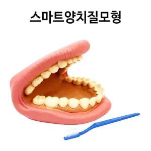 과학실험 모형 양치질 키움 스마트 학습교구