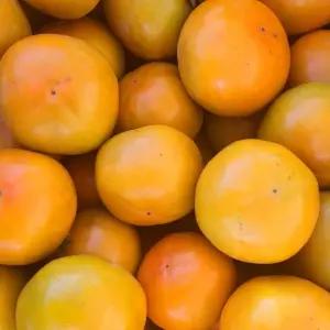 제철 단감 경남  가정용 5kg 중과