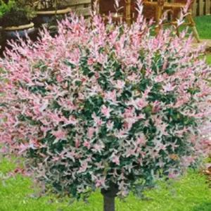 화이트 핑크 셀릭스 나무 묘목 삼색버드 플라밍고 셀릭스