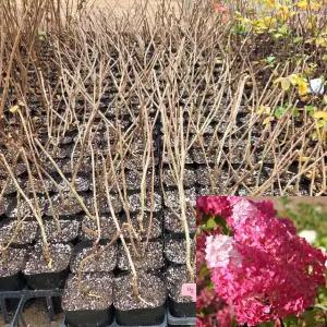 유럽목수국 묘목 (프레이즈멜바) 4치포트묘 관상수 꽃나무 모종