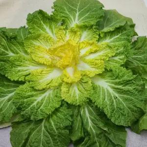 땅끝 해남 제철 봄동 배추 5kg