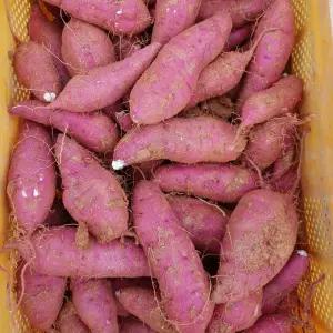 [담을고] 해남 꿀 고구마 산지직송 비세척 10kg